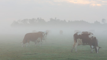 koeien mist herfst