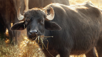 waterbuffel