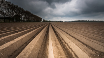 aardappelperceel donkere wolken aardappelruggen