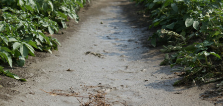 aardappelen akkerbouw aardappelperceel regen nat