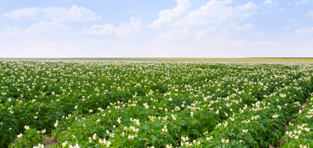 aardappelen akkerbouw aardappelperceel