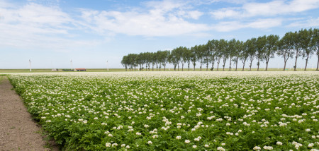 aardappelen akkerbouw aardappelperceel