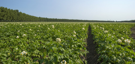 aardappelen akkerbouw aardappelperceel