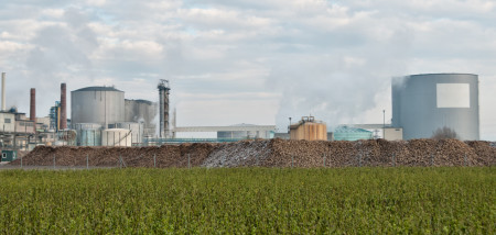 suikerbieten suiker bietenverwerking suikerfabriek