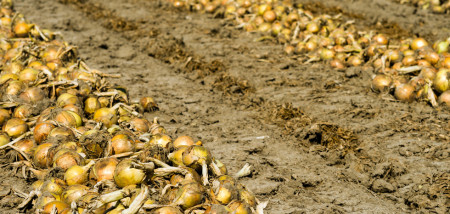 akkerbouw uien uienareaal uienveld uienoogst zwad