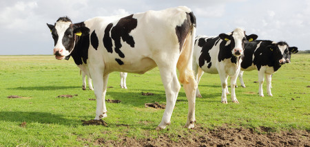 melkveebedrijf koeien weidegang jongvee