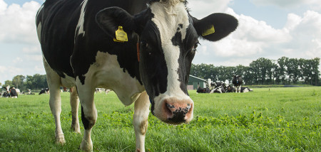 gras grasland melkveebedrijf koeien weidegang grazen