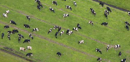 gras grasland melkveebedrijf koeien weidegang grazen