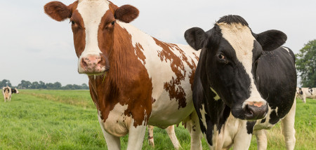 gras grasland melkveebedrijf koeien weidegang