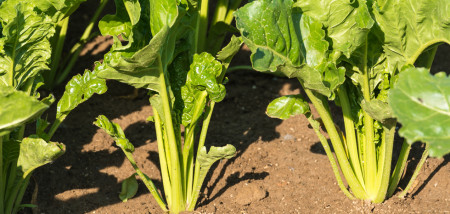 akkerbouw suikerbieten bietenplant bietenveld