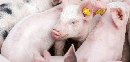 varkenshouderij biggen varkens - agri