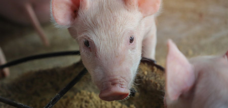 varkenshouderij biggen varkens - agri