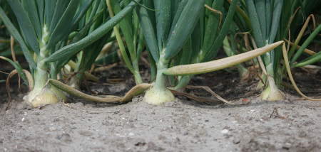 akkerbouw uien uienareaal uienveld