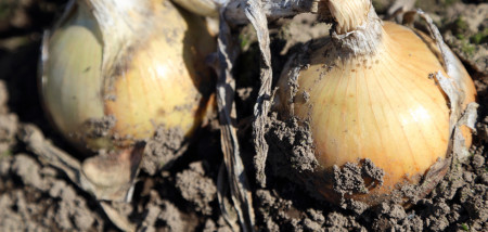 akkerbouw uien uienareaal uienveld