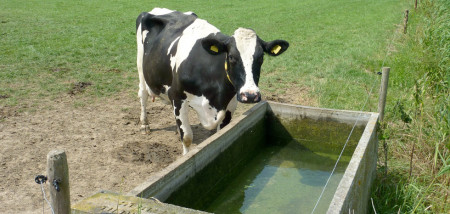 melkveebedrijf koeien weidegang