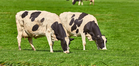 melkveebedrijf koeien weidegang grazen