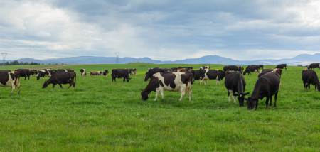 melkveebedrijf koeien nieuwzeeland Nieuw-Zeeland