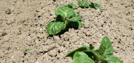 aardappelen akkerbouw