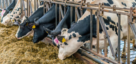 veevoer melkveebedrijf koeien koeienstal voerhek