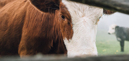 melkveebedrijf koeien weidegang