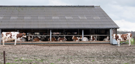 melkveebedrijf koeien koeienstal