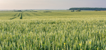 akkerbouw frankrijk tarwe - agri graan - agri