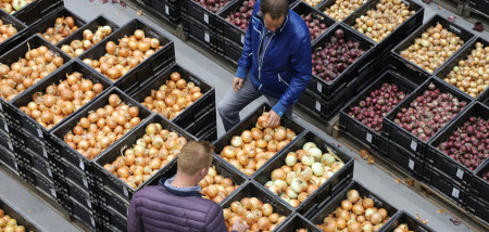 uien De Groot en Slot rassen