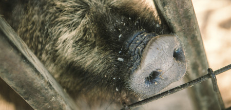 wildzwijn zwijn hek afrikaanse varkenspest