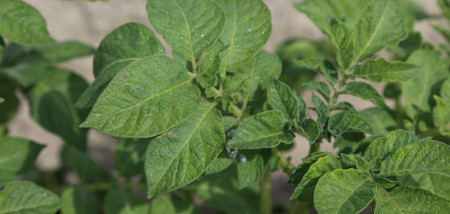 aardappelen gewasbescherming