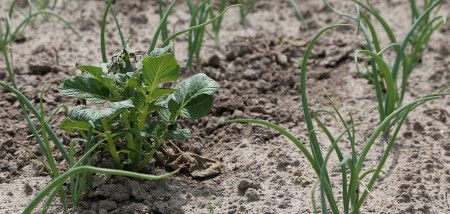 aardappelbewaring uien onkruid Onkruidbestrijding zaaiuien