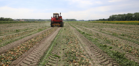 uien tweedejaars plantuien