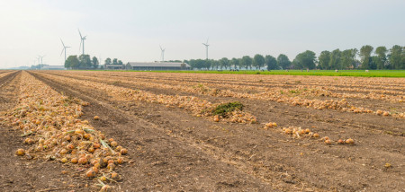 akkerbouw uien uienoogst zwad