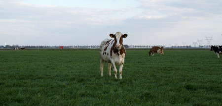 melkveebedrijf koeien