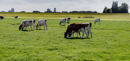 melkveebedrijf koeien