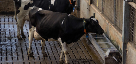 melkveebedrijf koeien koeienstal