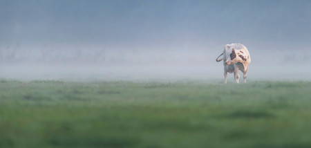 melkveebedrijf koeien mist