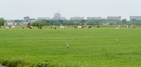 weide koeien Boerenbusiness