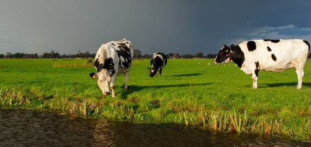 regen koeien