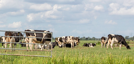 koeien weidegang grazen