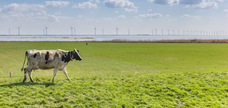 koeien weidegang uiterwaarden