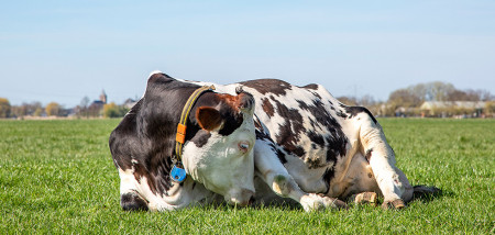 melkveebedrijf koeien weidegang