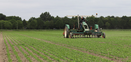 Schoffelen biologisch erwten