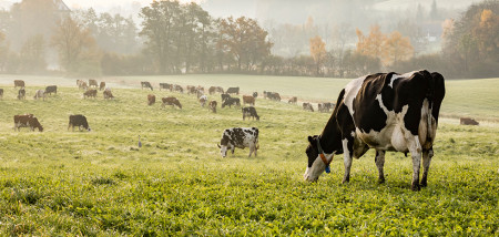 koeien herfst Zwitserland