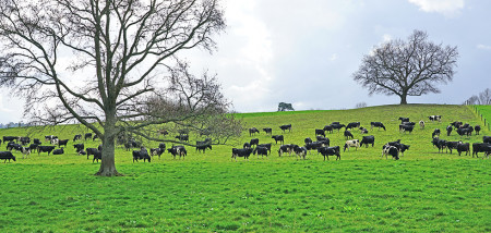 koeien Nieuw-Zeeland