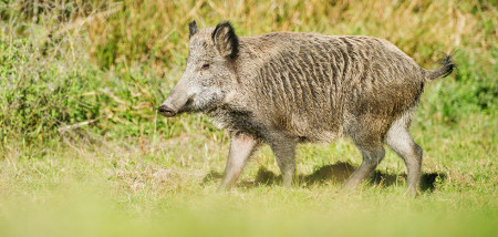 wildzwijn afrikaanse varkenspest