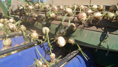 uien uienoogst tweedejaars plantuien winterzaaiuien