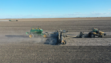 australie Kurstjens tarwe - agri graan - agri