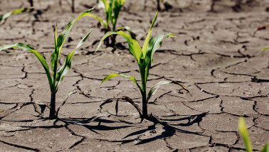 droogte mais Verenigde Staten