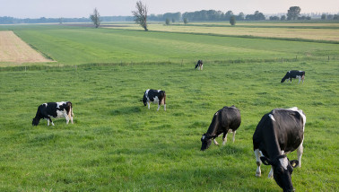 koeien weidegang