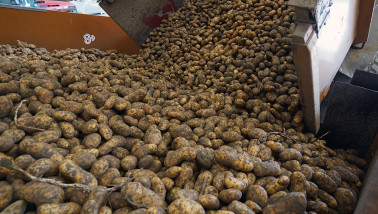 aardappelen aardappeloogst inschuren